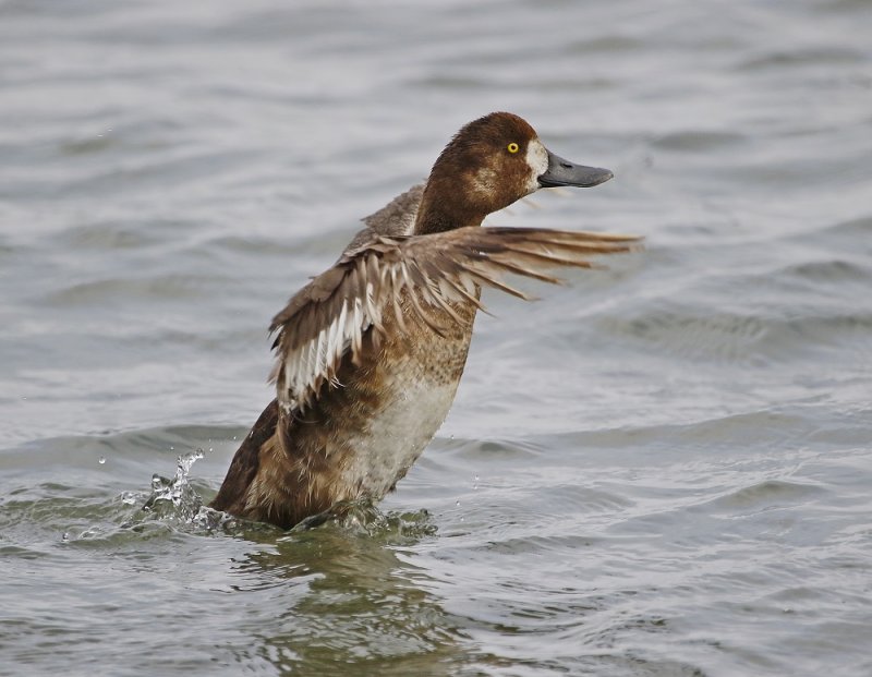 Topper / Greater Scaup