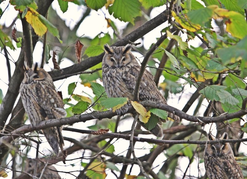 Ransuil / Long-eared Owl