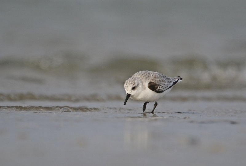 Drieteenstrandloper / Sanderling