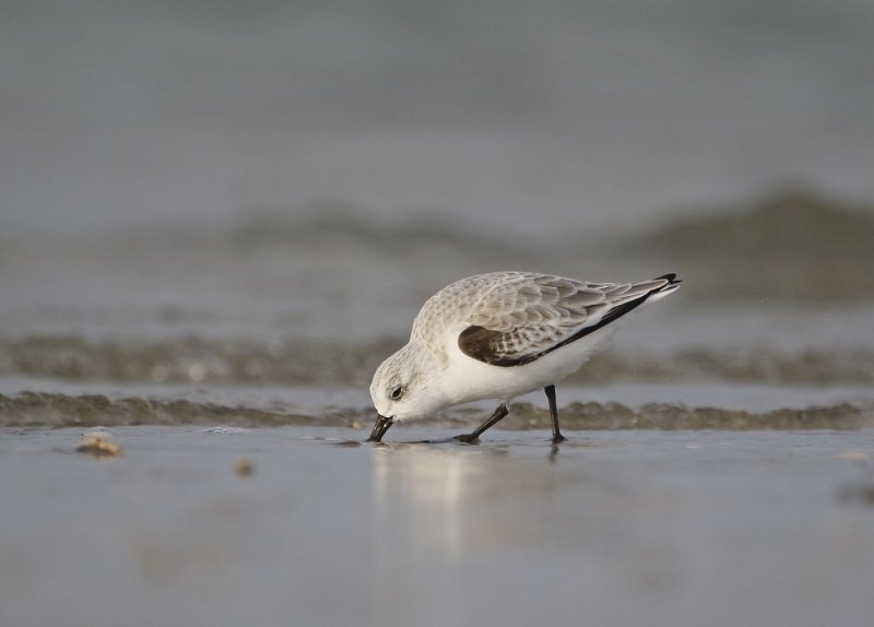 Drieteenstrandloper / Sanderling