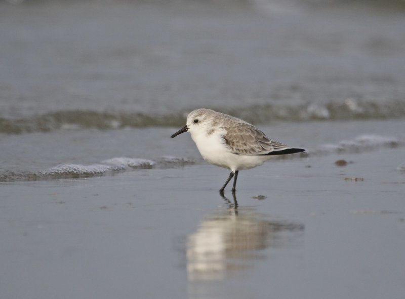 Drieteenstrandloper / Sanderling