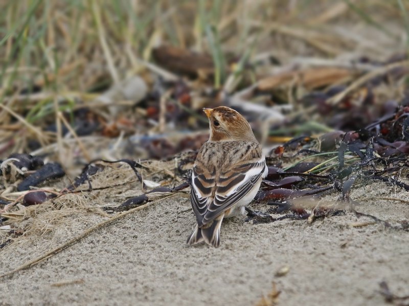 Sneeuwgors / Snow Bunting