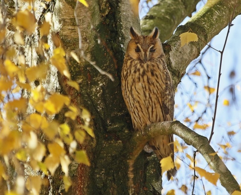 Ransuil / Long-eared Owl