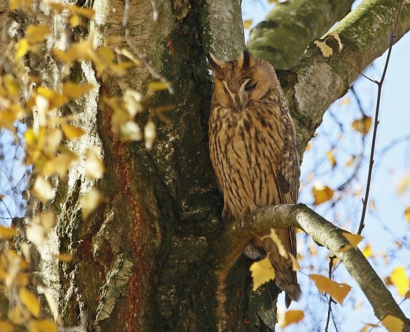 Ransuil / Long-eared Owl