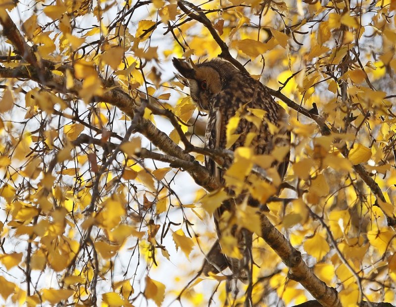 Ransuil / Long-eared Owl