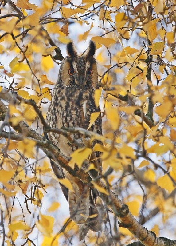 Ransuil / Long-eared Owl