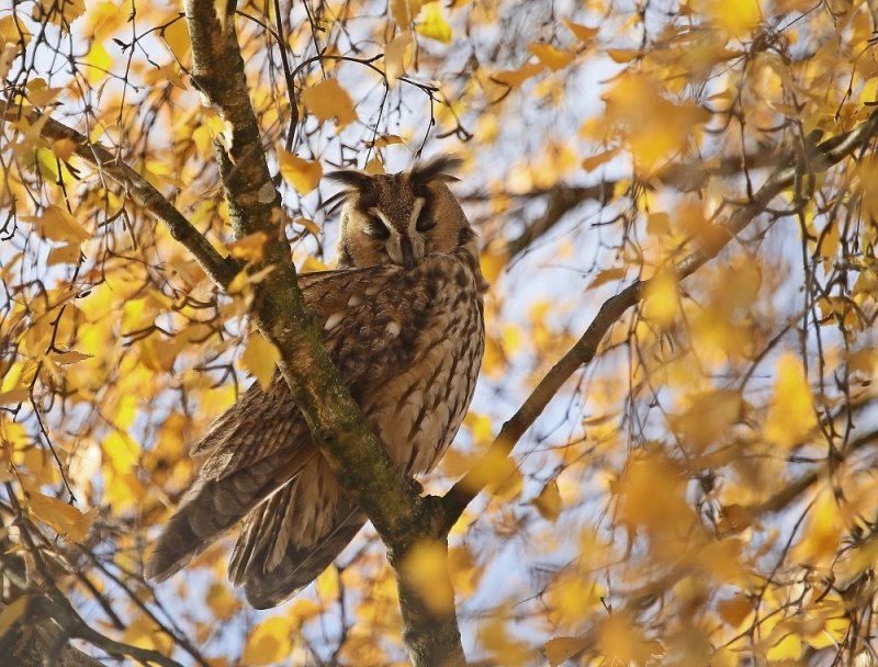 Ransuil / Long-eared Owl