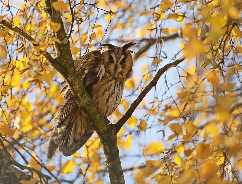 Ransuil / Long-eared Owl