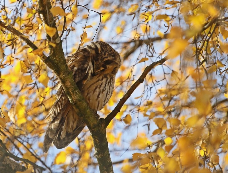 Ransuil / Long-eared Owl