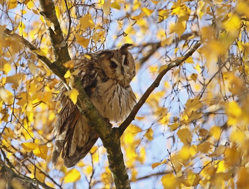 Ransuil / Long-eared Owl