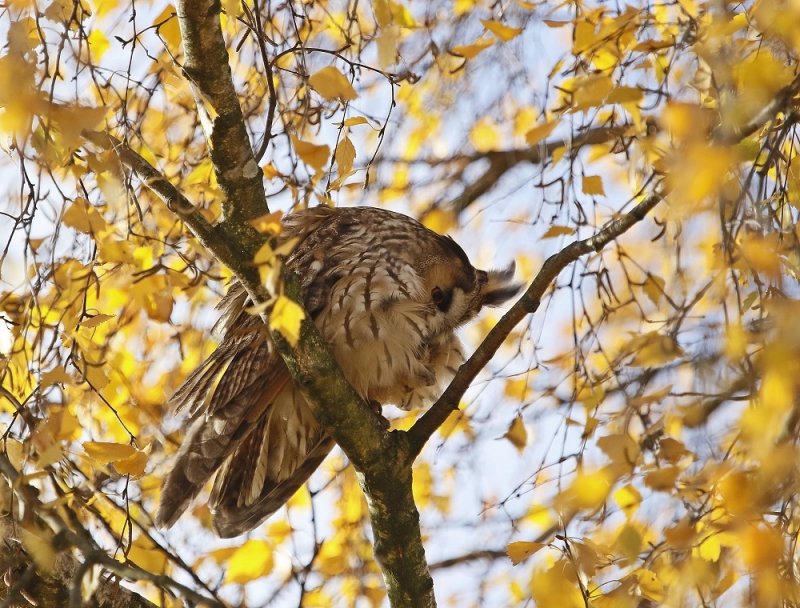 Ransuil / Long-eared Owl