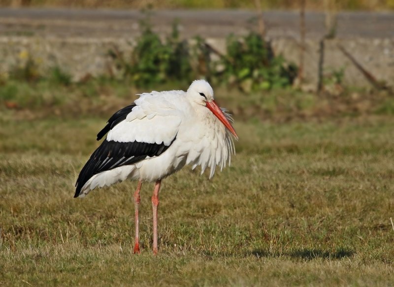 Ooievaar / White Stork