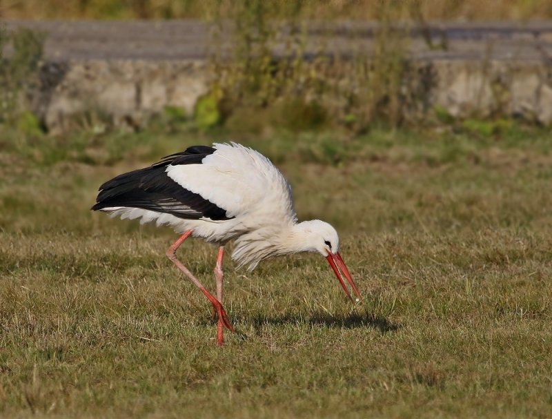 Ooievaar / White Stork