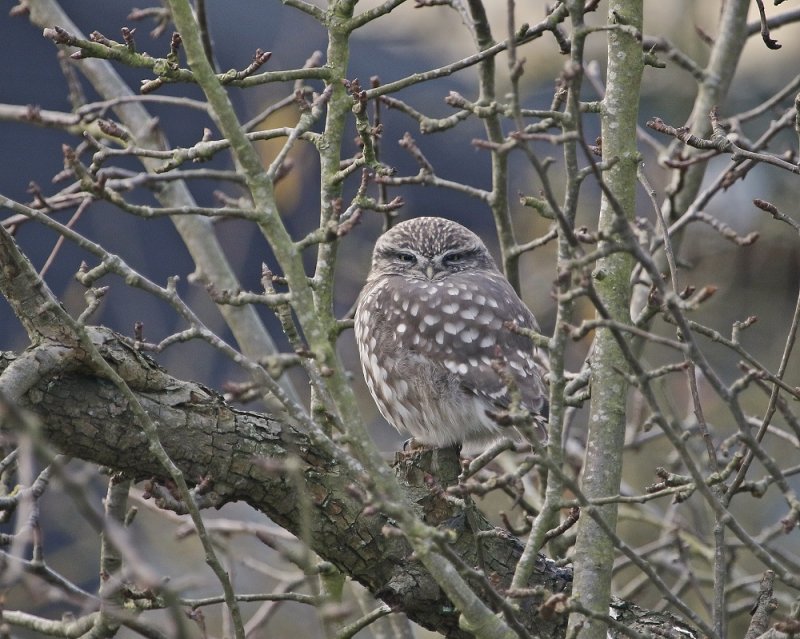 Steenuil / Little Owl
