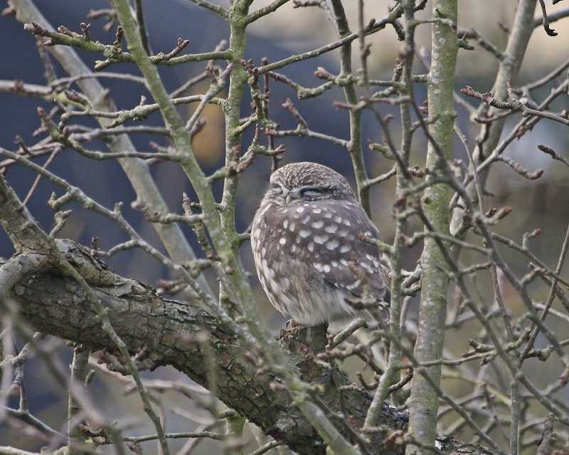 Steenuil / Little Owl