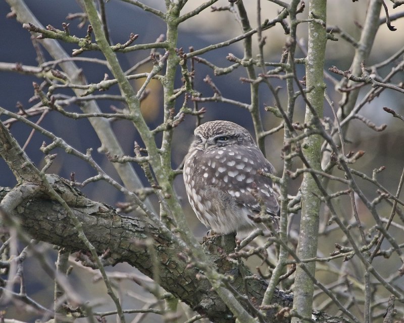 Steenuil / Little Owl