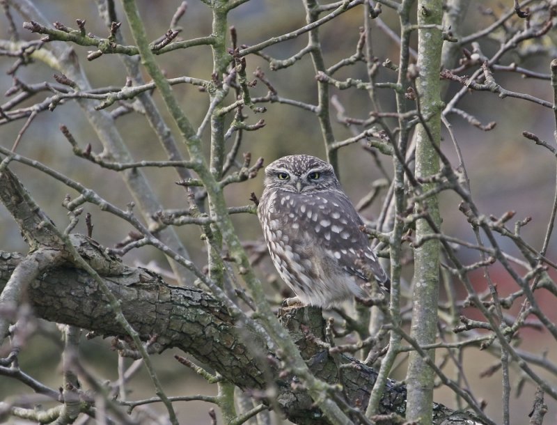 Steenuil / Little Owl