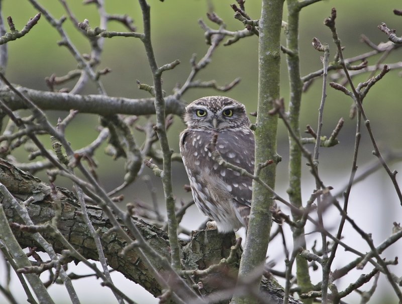 Steenuil / Little Owl