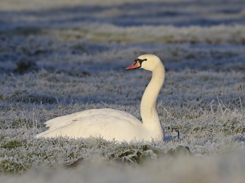 Knobbelzwaan / Mute Swan