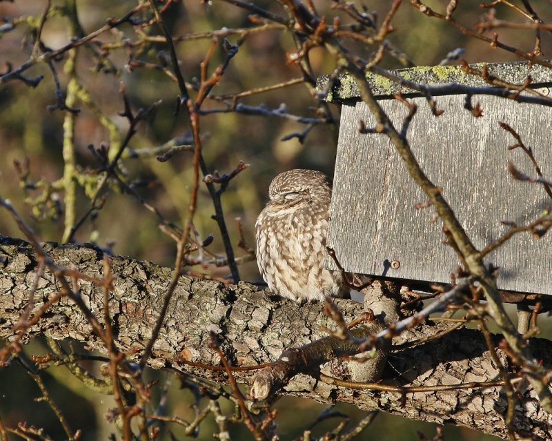 Steenuil / Little Owl