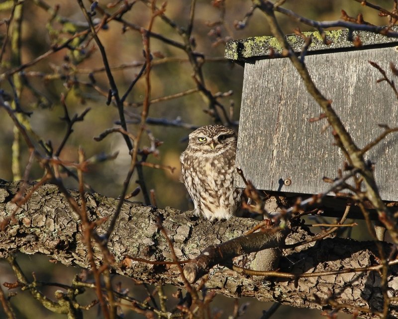 Steenuil / Little Owl