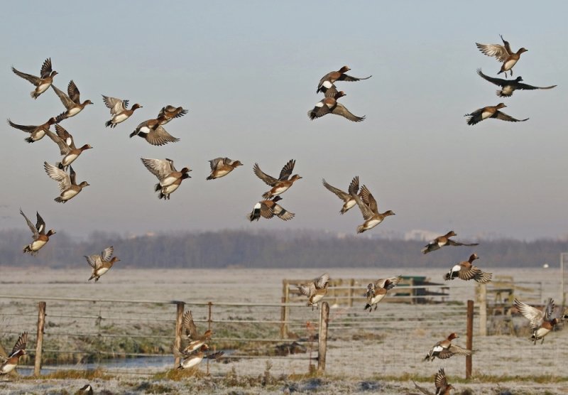 Smient / Eurasian Wigeon