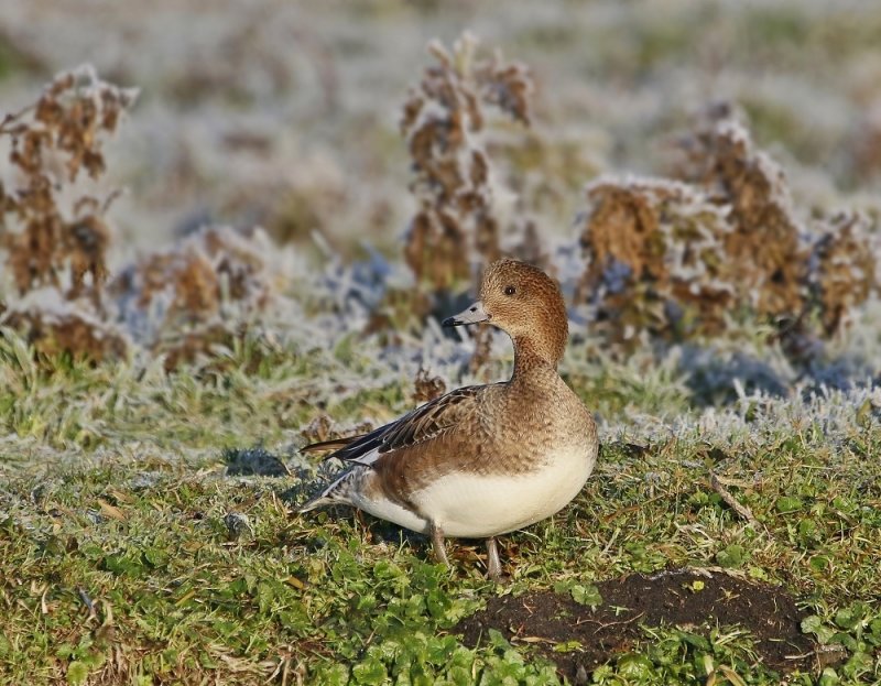 Smient / Eurasian Wigeon