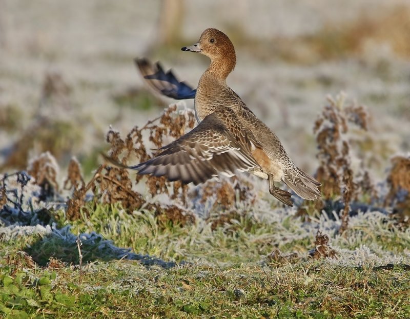 Smient / Eurasian Wigeon