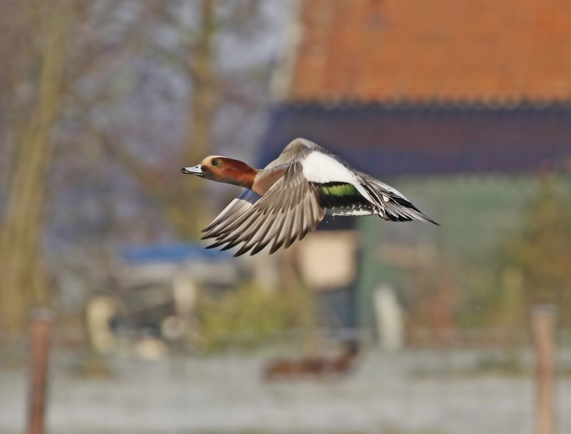 Smient / Eurasian Wigeon