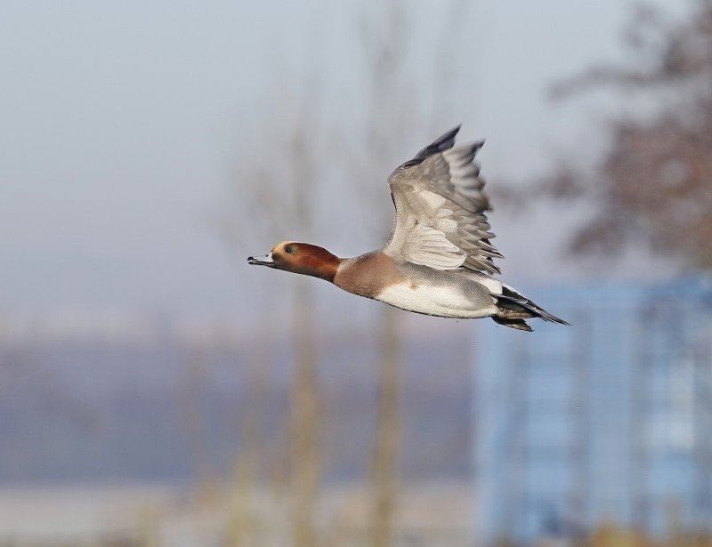 Smient / Eurasian Wigeon
