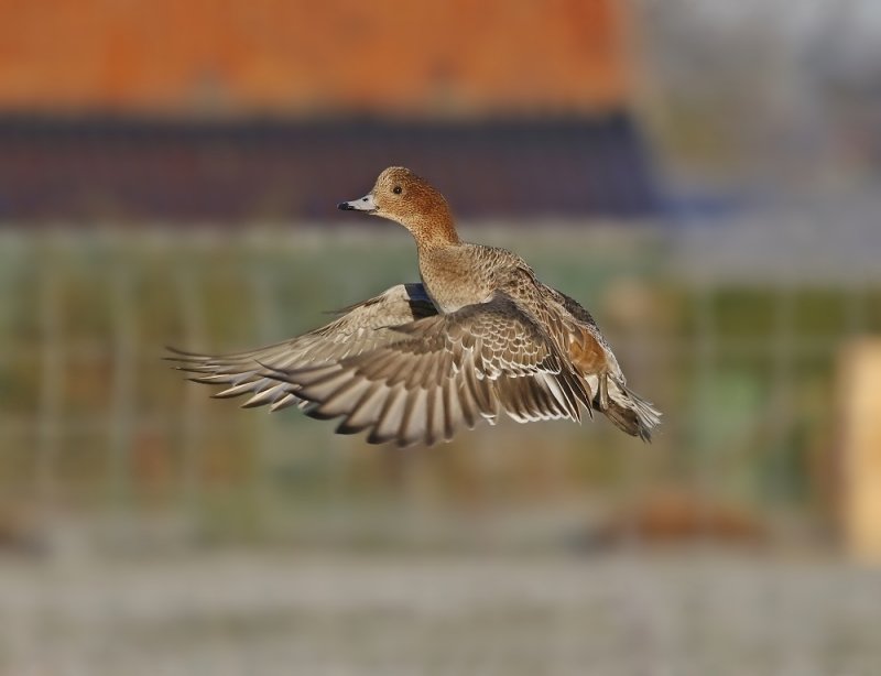 Smient / Eurasian Wigeon