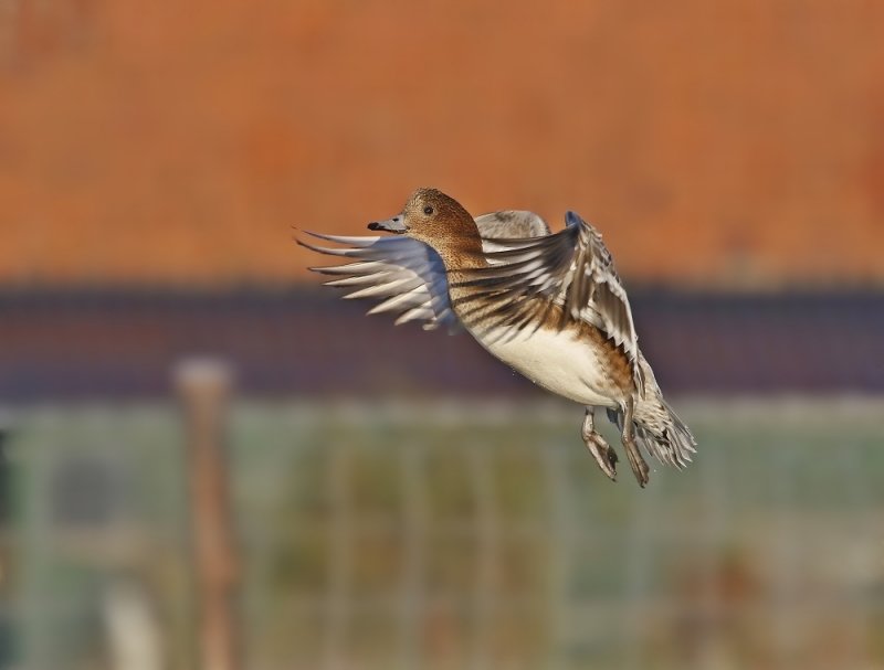 Smient / Eurasian Wigeon