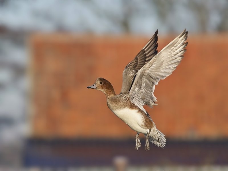 Smient / Eurasian Wigeon
