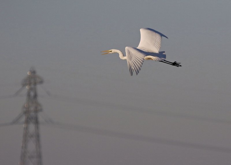 Grote Zilverreiger / Great White Egret