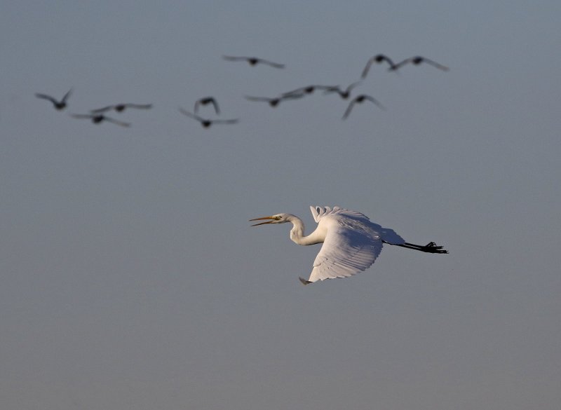 Grote Zilverreiger / Great White Egret