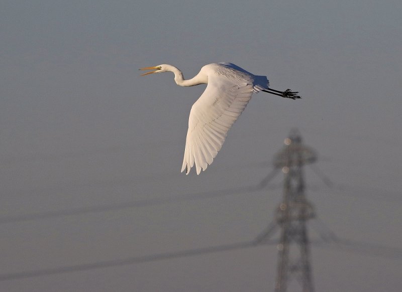 Grote Zilverreiger / Great White Egret