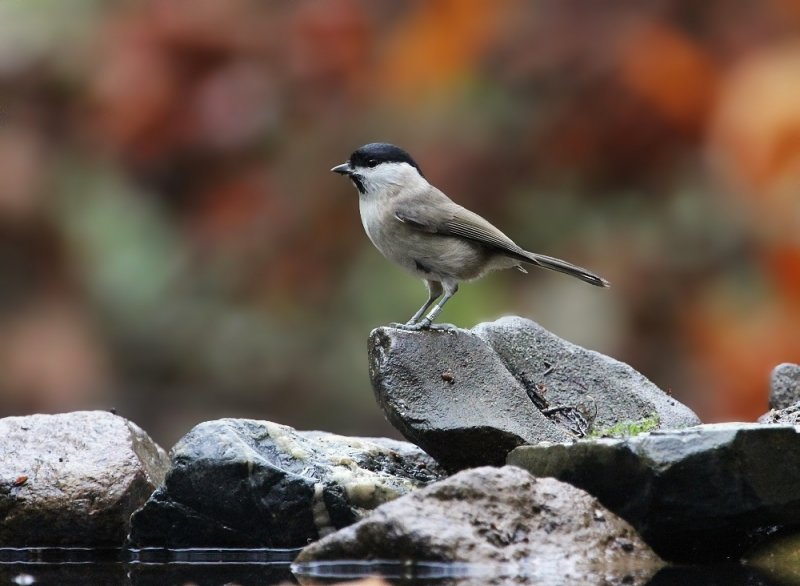 Glanskop / Marsh Tit