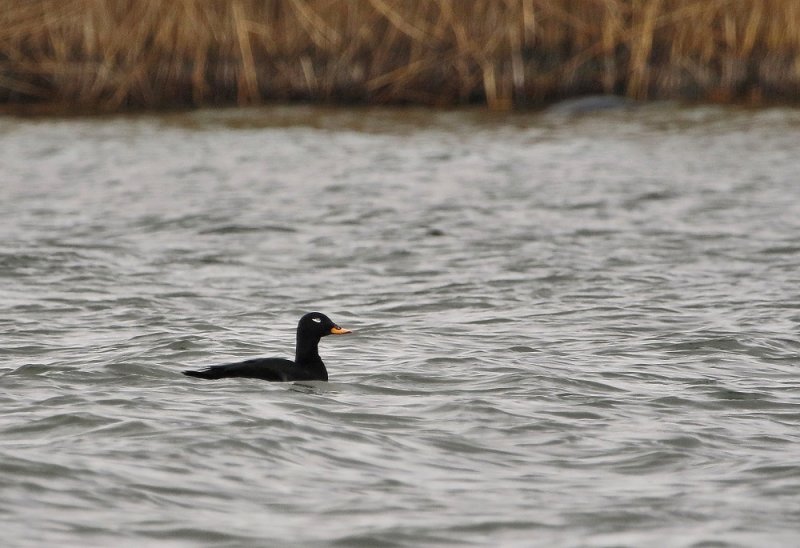 Grote Zee-eend / Velvet Scoter