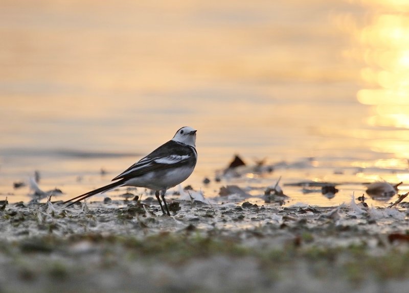 Rouwkwikstaart / Pied Wagtail