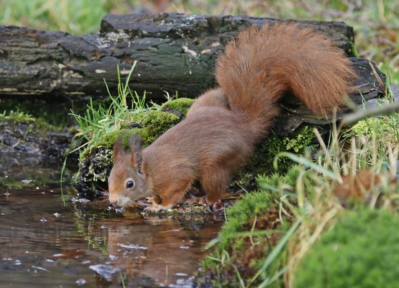 Rode Eekhoorn / Eurasian Red Squirrel