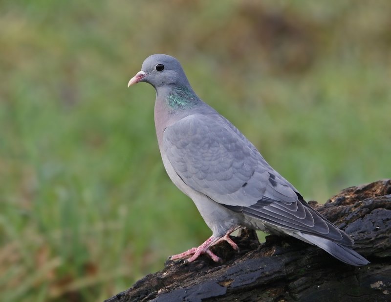 Holenduif / Stock Dove