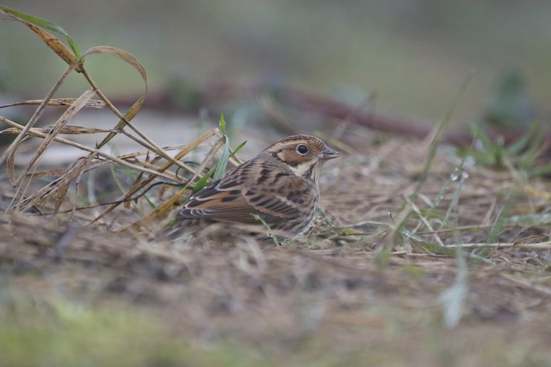 Dwerggors / Little Bunting