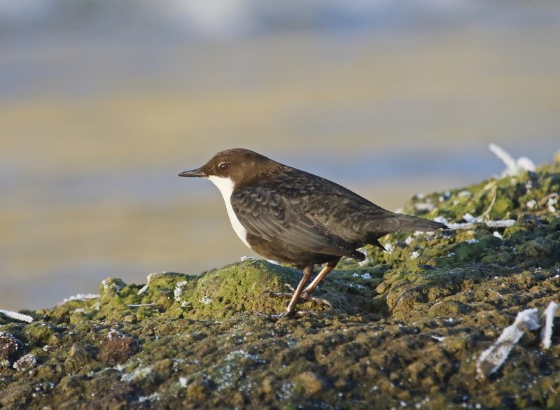 Zwartbuikwaterspreeuw / Black-bellied Dipper