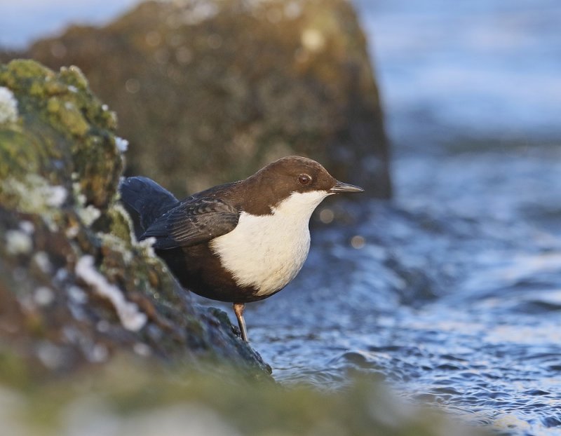 Zwartbuikwaterspreeuw / Black-bellied Dipper