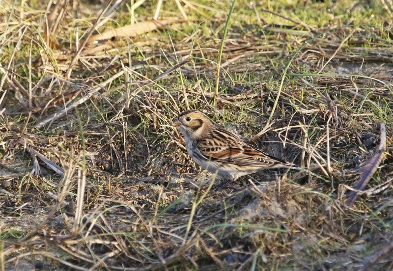 IJsgors / Lapland Bunting