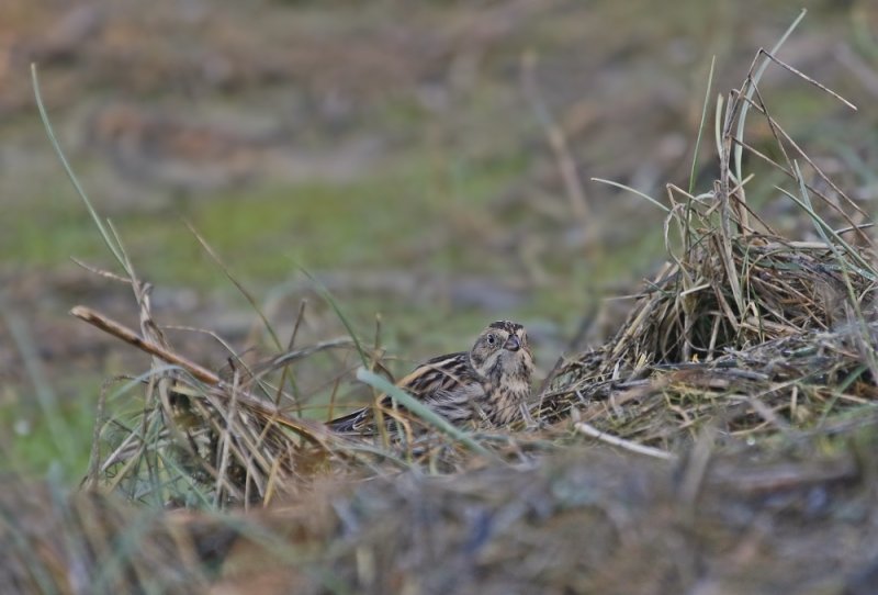 IJsgors / Lapland Bunting
