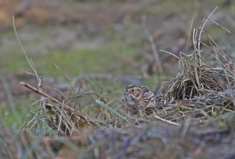 IJsgors / Lapland Bunting