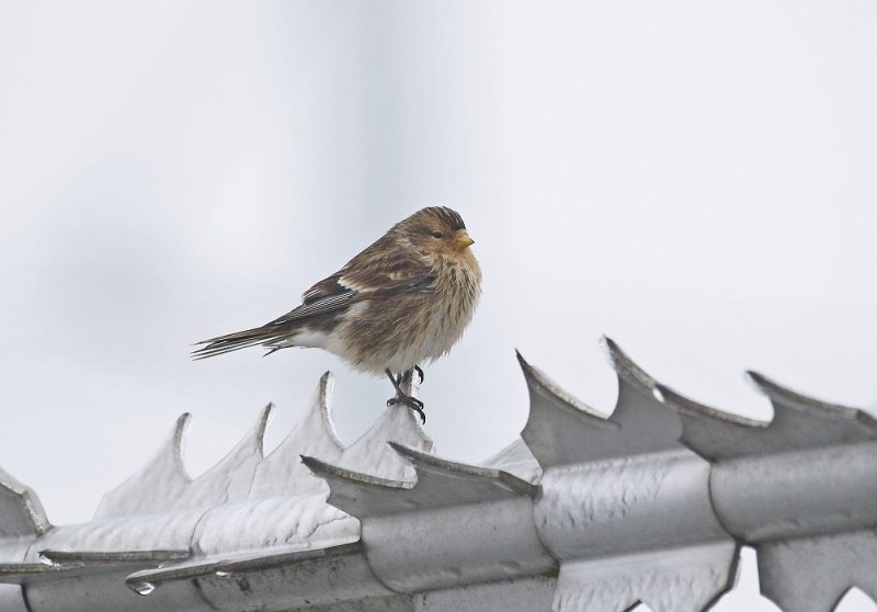 Frater / Twite