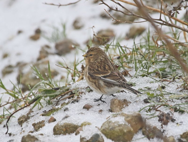 Frater / Twite