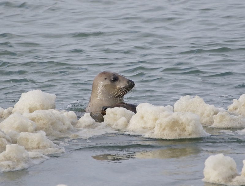 Grijze Zeehond / Grey Seal
